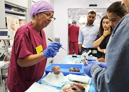 Dissecting a pig's heart