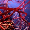 Blood vessels image
